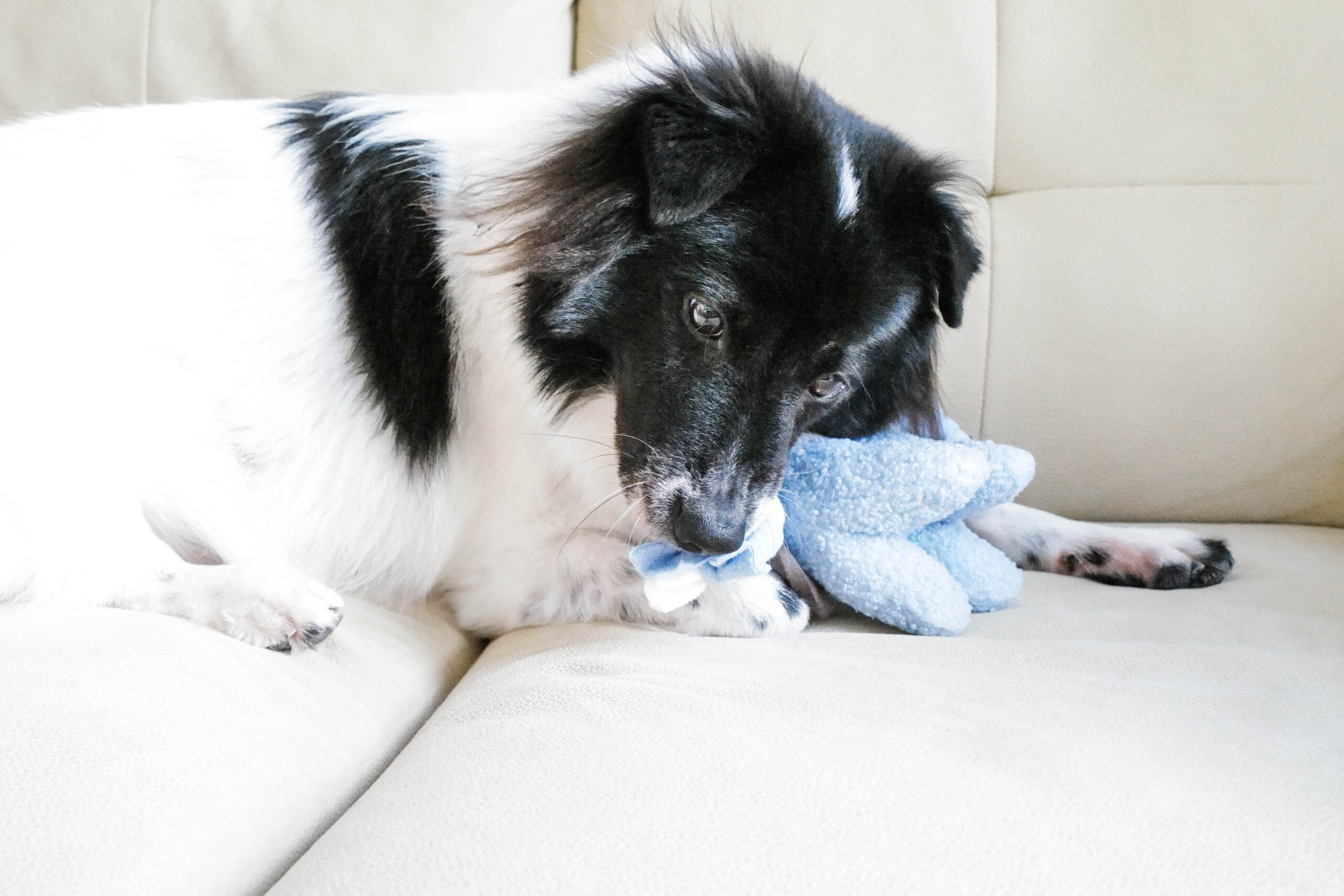 Aiko the Elephant Doggotique