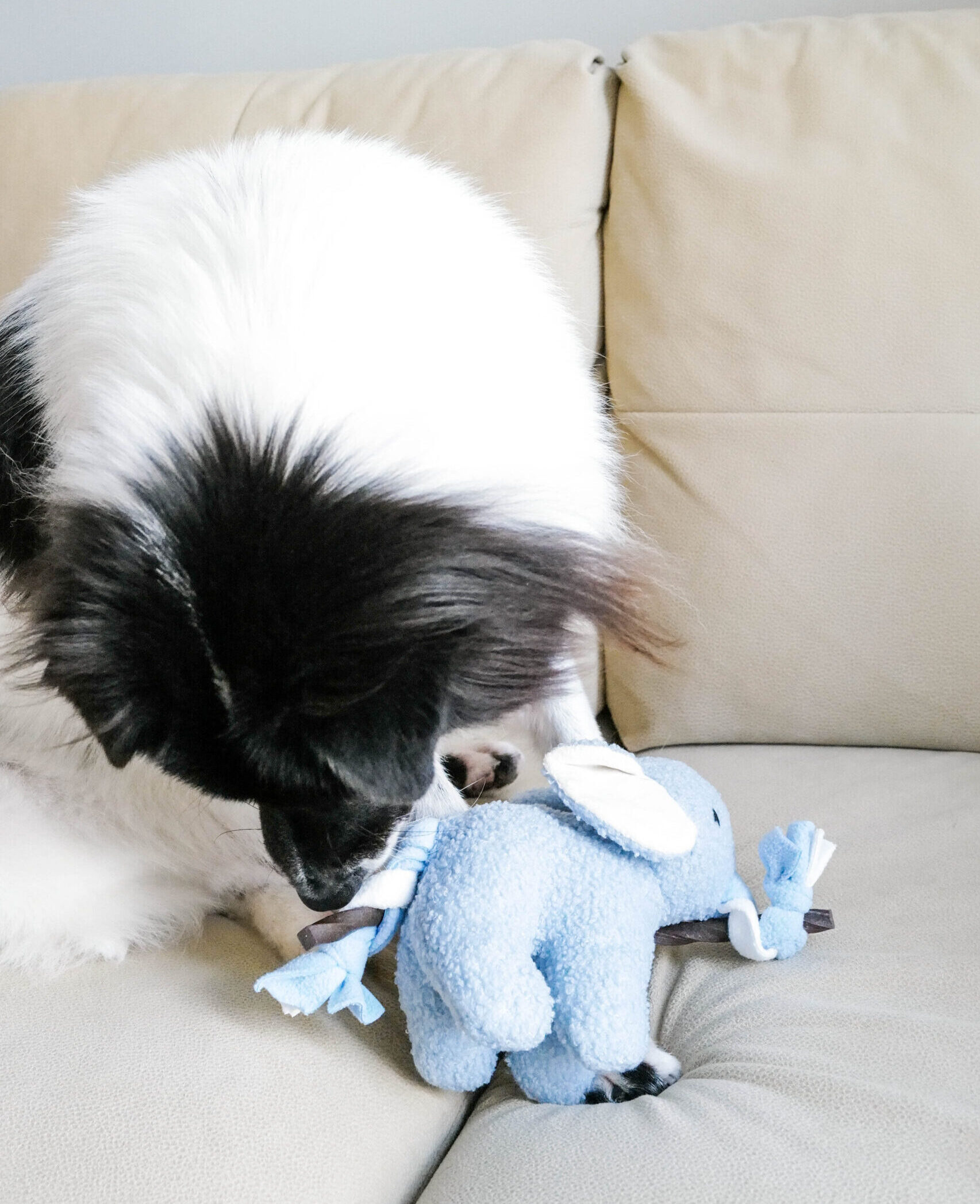 Aiko the Elephant Doggotique