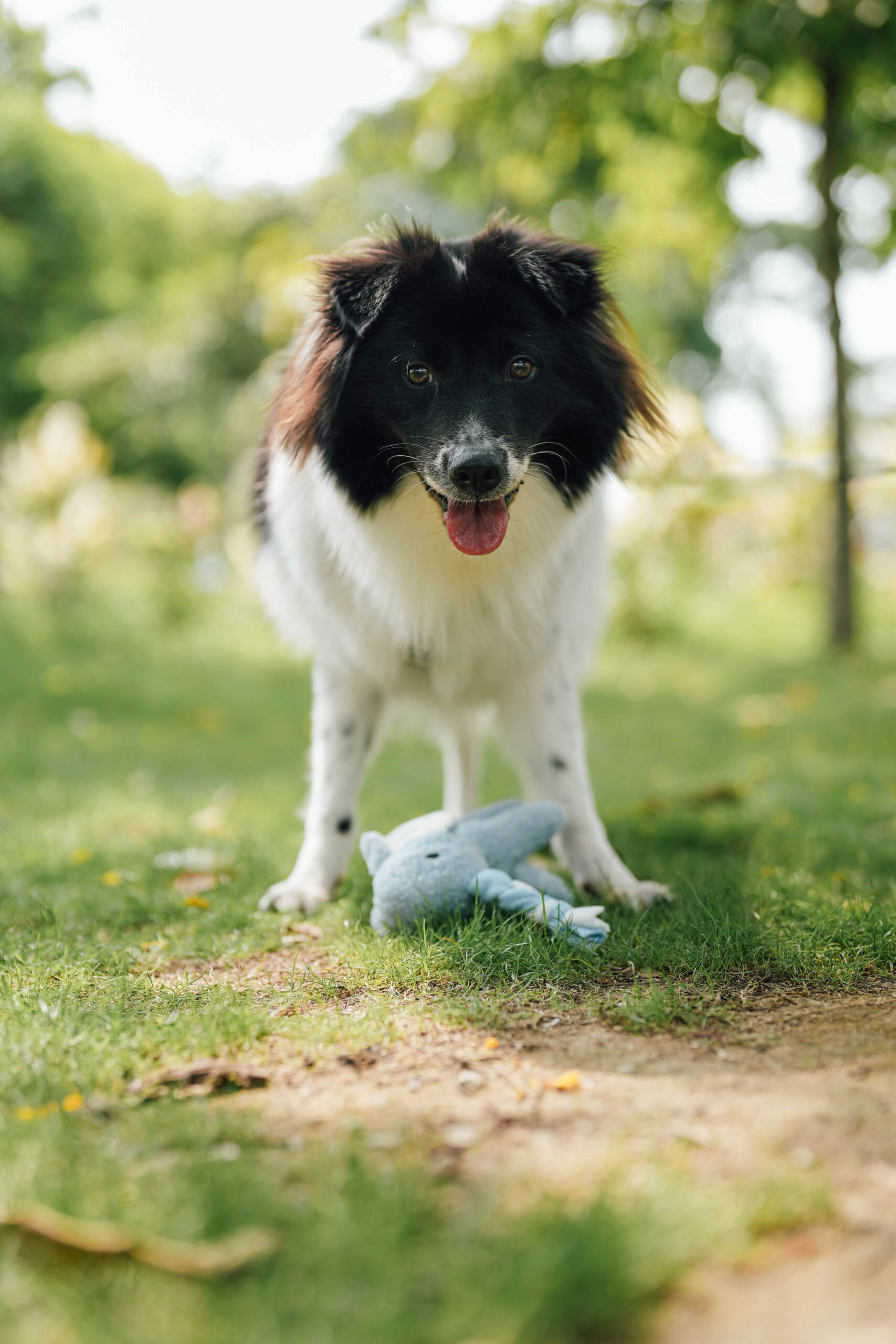 Aiko the Elephant Doggotique